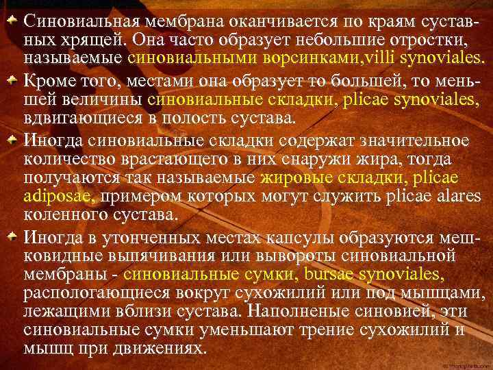 Синовиальная мембрана оканчивается по краям суставных хрящей. Она часто образует небольшие отростки, называемые синовиальными