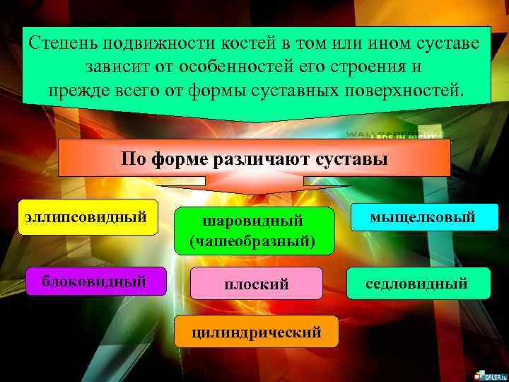 Степень подвижности костей в том или ином суставе зависит от особенностей его строения и