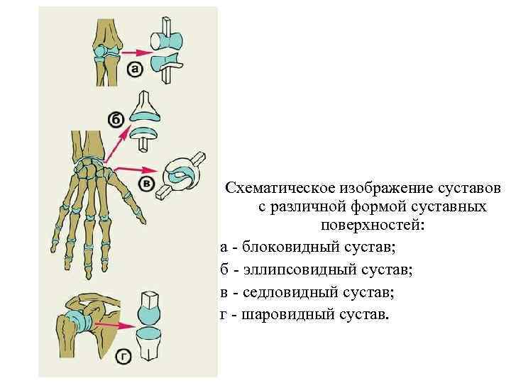 Схематическое изображение суставов с различной формой суставных поверхностей: а - блоковидный сустав; б -