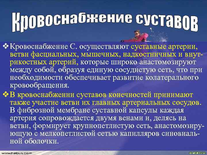 v Кровоснабжение С. осуществляют суставные артерии, ветви фасциальных, мышечных, надкостничных и внутрикостных артерий, которые