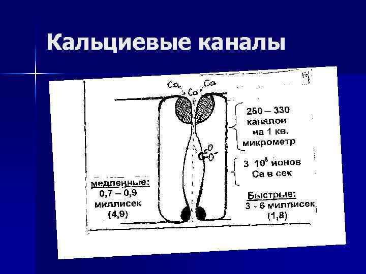 Кальциевые каналы 