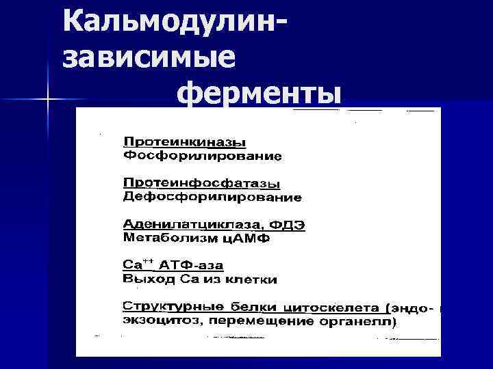 Кальмодулинзависимые ферменты 