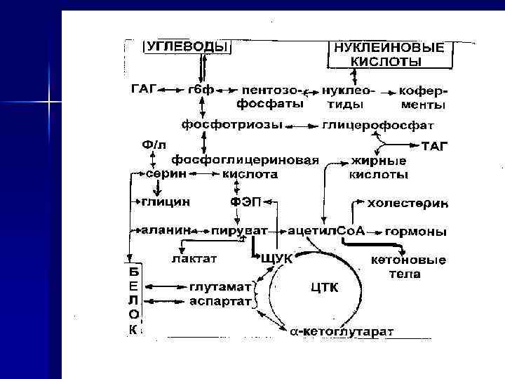 Метаболизм человека схема