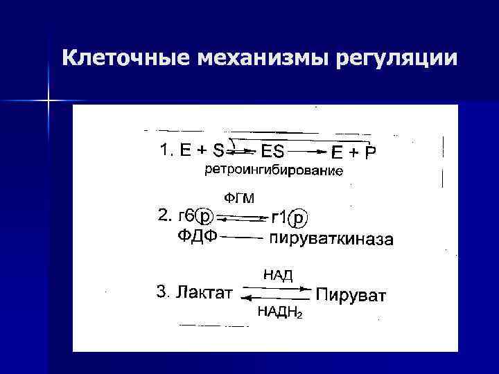 Клеточные механизмы регуляции 