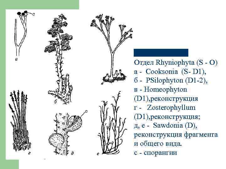 Отдел Rhyniophyta (S - O) а - Cooksonia (S- D 1), б - PSilophyton