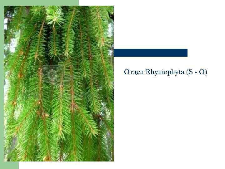 Отдел Rhyniophyta (S - O) 