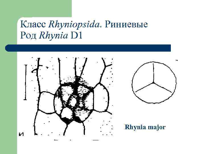 Класс Rhyniopsida. Риниевые Род Rhynia D 1 Rhynia major 