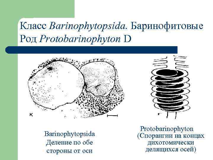 Класс Barinophytopsida. Баринофитовые Род Protobarinophyton D Barinophytopsida Деление по обе стороны от оси Protobarinophyton