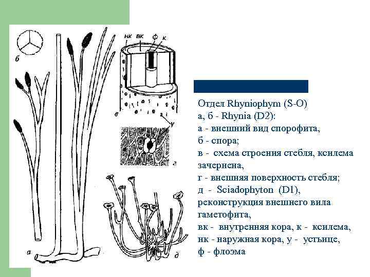 Отдел Rhyniophym (S-O) а, б - Rhynia (D 2): а - внешний вид спорофита,