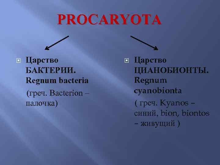 PROCARYOTA Царство БАКТЕРИИ. Regnum bacteria (греч. Bacterion – палочка) Царство ЦИАНОБИОНТЫ. Regnum cyanobionta (