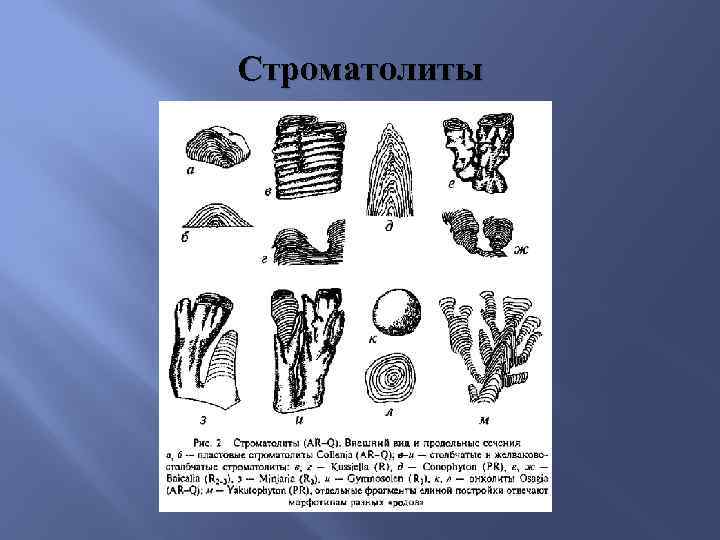 Строматолиты 