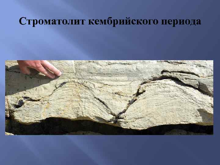 Строматолит кембрийского периода 