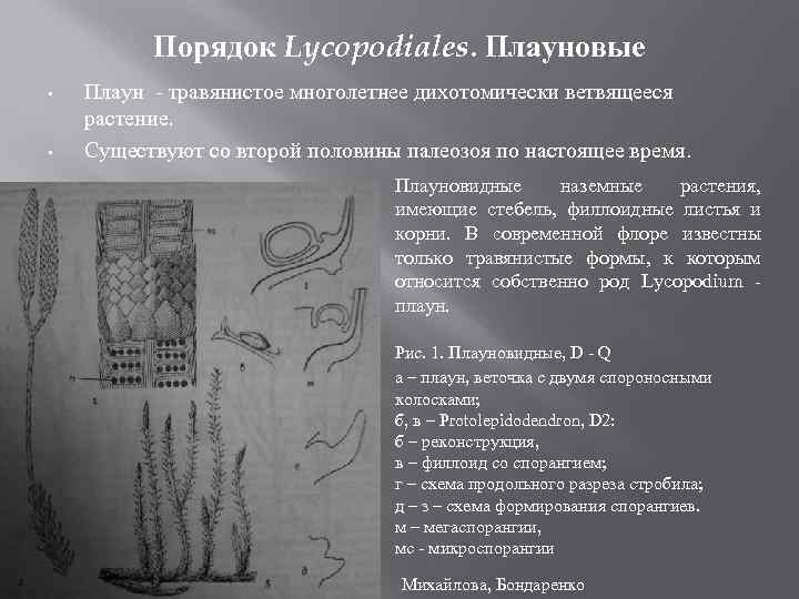 Порядок Lycopodiales. Плауновые • • Плаун - травянистое многолетнее дихотомически ветвящееся растение. Существуют со