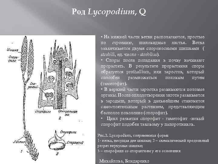 Род Lycopodium, Q • На нижней части ветки располагаются, простые по строению, шиловидные листья.