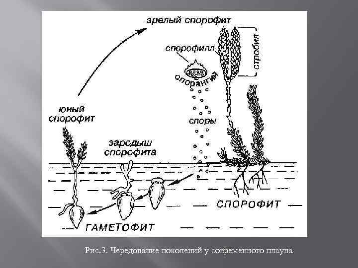 Схема развития плауна