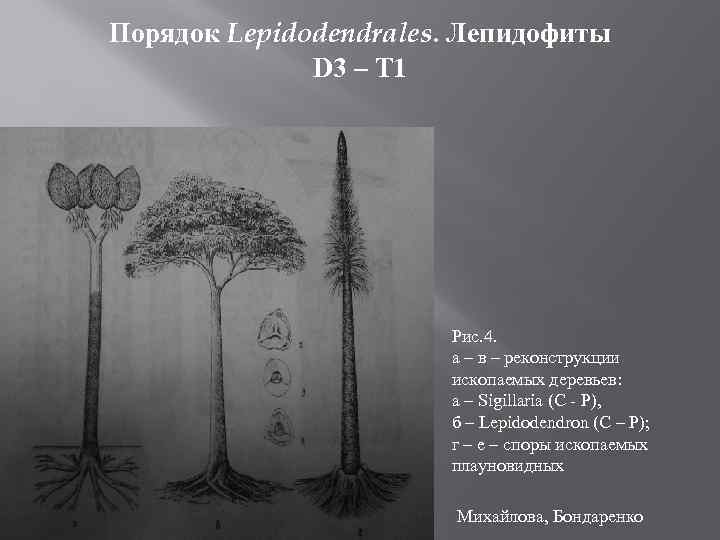 На рисунке изображены отпечатки листьев ствола и реконструкция лепидодендрона рода вымерших