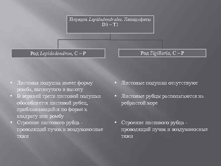 Порядок Lepidodendrales. Лепидофиты D 3 – T 1 Род Lepidodendron, C – P •