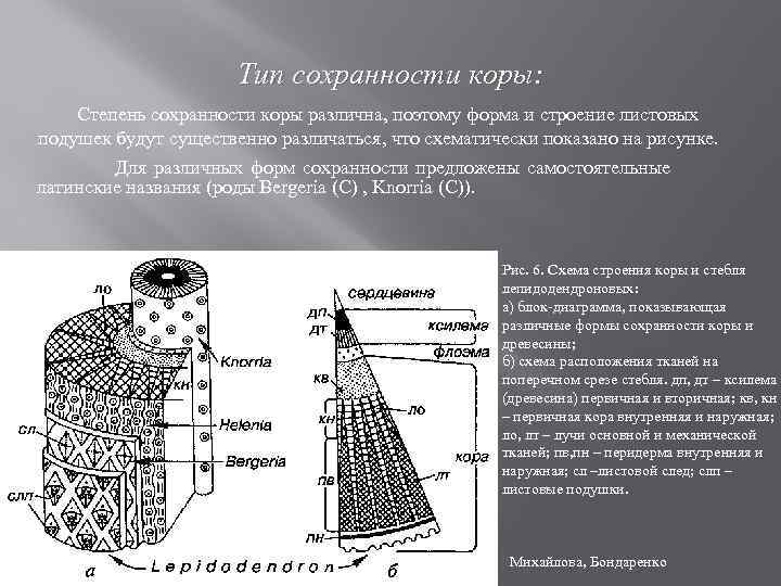 Тип сохранности коры: Степень сохранности коры различна, поэтому форма и стpoение листовых подушек будут