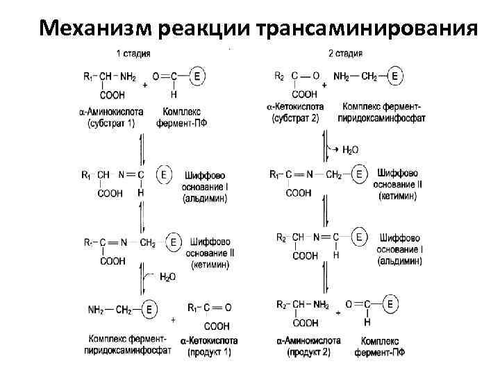 Механизм реакции трансаминирования 