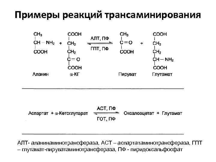 Трансаминирование аланина