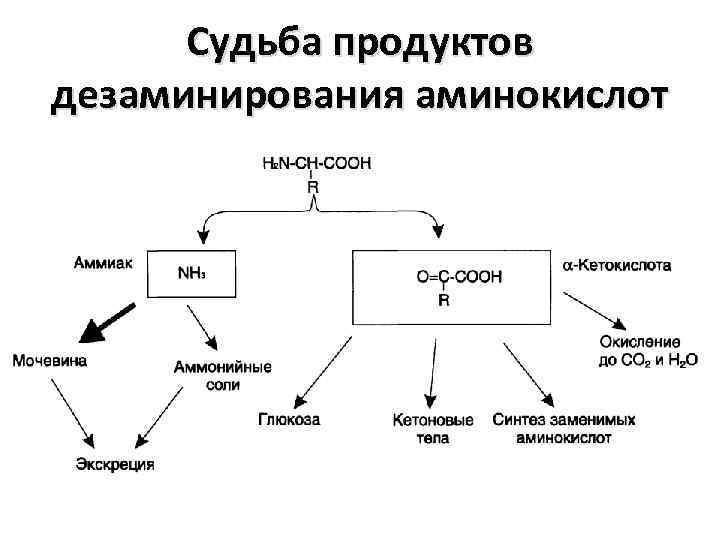 Судьба продуктов дезаминирования аминокислот 