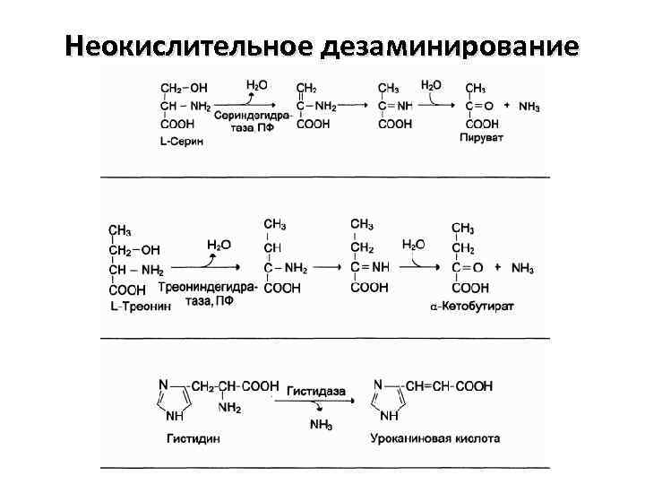 Неокислительное дезаминирование 
