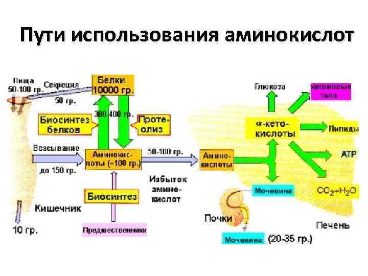 Пути использования аминокислот 
