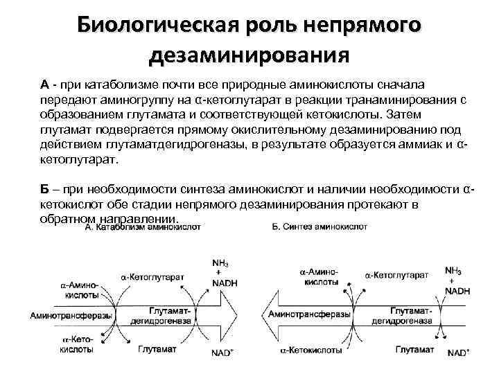 Реакция роль. Непрямое окислительное дезаминирование аминокислот схема. Биороль дезаминирования. Роль окислительного дезаминирования аминокислот. Кофакторы непрямого дезаминирования.