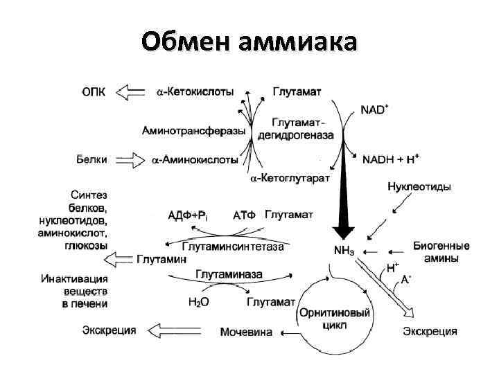 Обмен аммиака 