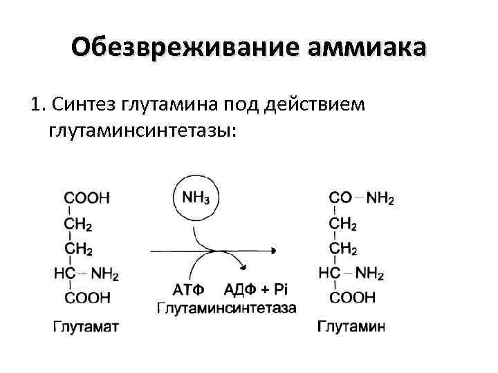 Обезвреживание аммиака 1. Синтез глутамина под действием глутаминсинтетазы: 