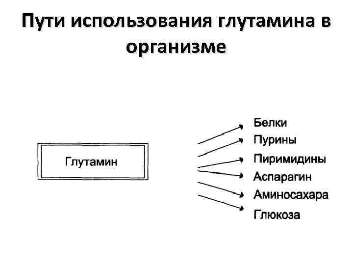 Пути использования глутамина в организме 
