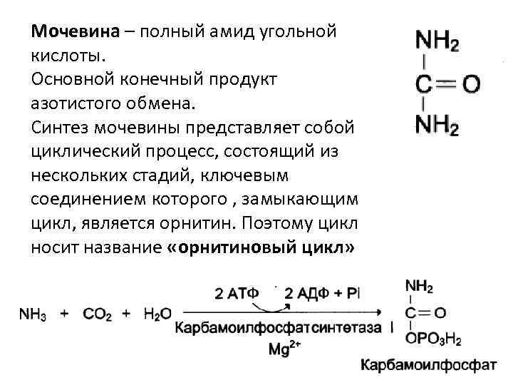 Мочевина – полный амид угольной кислоты. Основной конечный продукт азотистого обмена. Синтез мочевины представляет