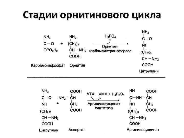 Стадии орнитинового цикла 