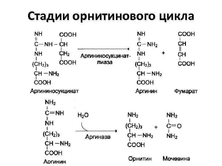 Орнитиновый цикл биохимия схема