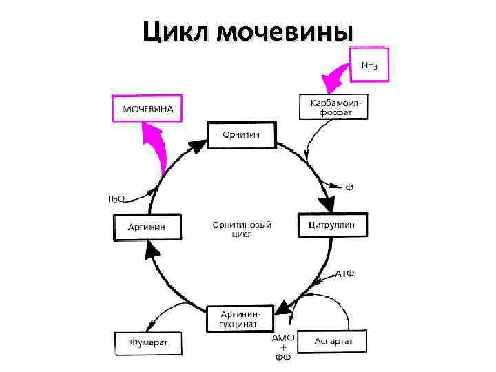Цикл мочевины 