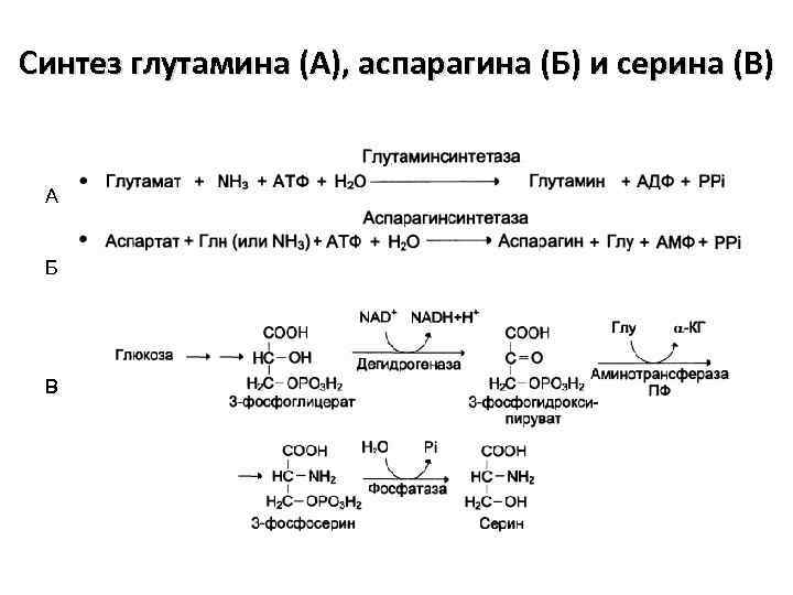 Синтез глутамина (А), аспарагина (Б) и серина (В) А Б В 