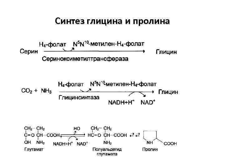 Синтез глицина и пролина 