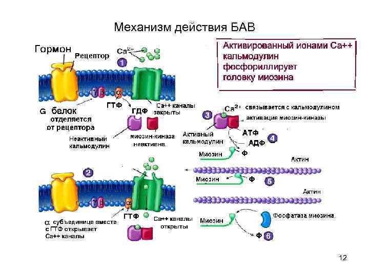 Механизм действия БАВ 12 