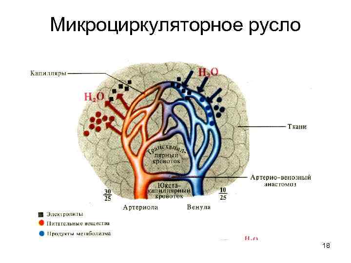 Схема микроциркуляторного русла