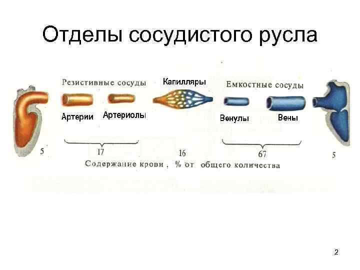 Сосудистое русло. Отделы сосудистого русла. Функциональная структура сосудистого русла. Функциональная классификация отделов сосудистого русла физиология. Отделы кровеносного сосудистого русла.