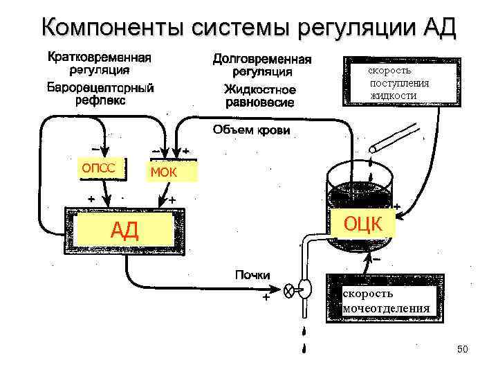 Компоненты системы регуляции АД ОПСС АД МОК ОЦК 50 