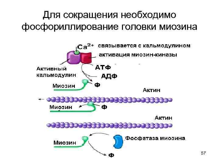 Для сокращения необходимо фосфориллирование головки миозина 57 