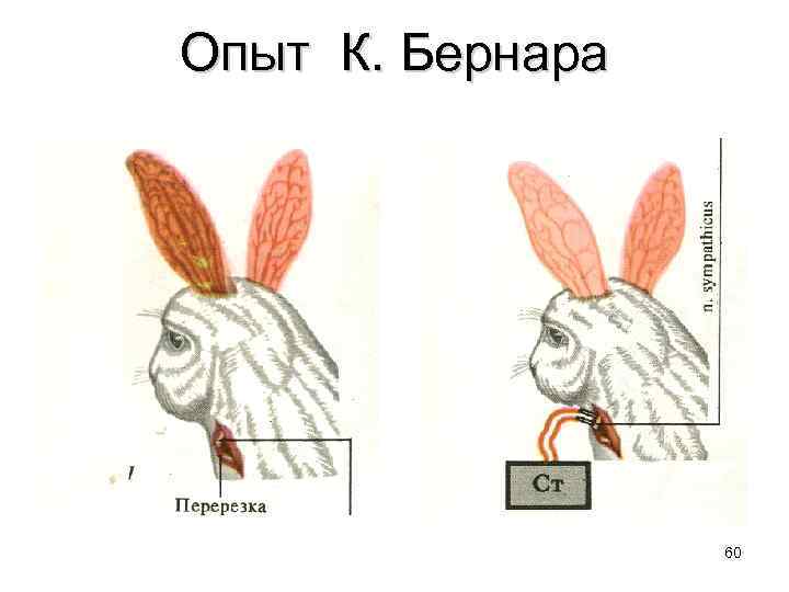 Опыт К. Бернара 60 