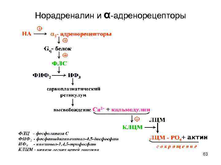 Норадреналин и α-адренорецепторы 63 