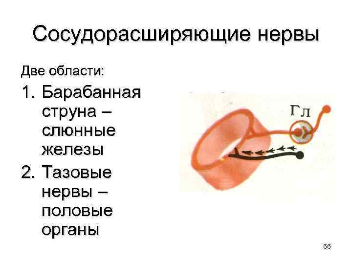Сосудорасширяющие нервы Две области: 1. Барабанная струна – слюнные железы 2. Тазовые нервы –