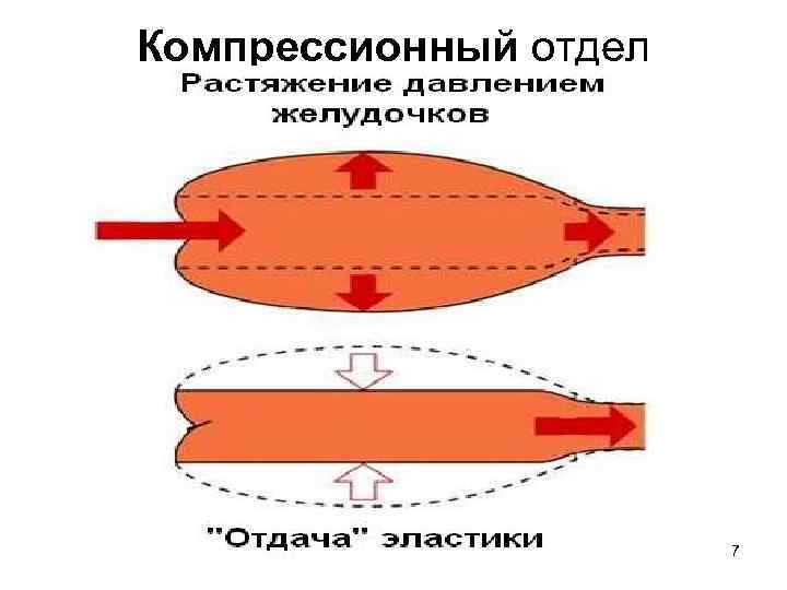 Компрессионный отдел 7 