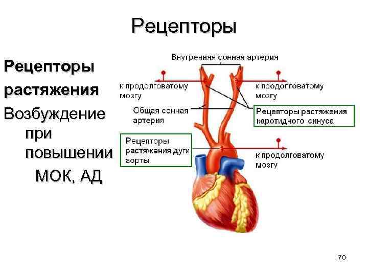 Рецепторы растяжения легких это. Гемодинамика. Основные параметры гемодинамики. Основные законы гемодинамики.