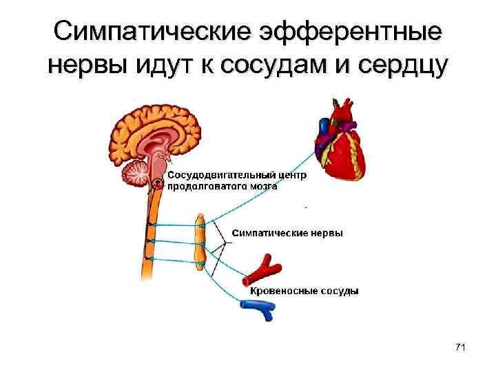 Симпатические эфферентные нервы идут к сосудам и сердцу 71 