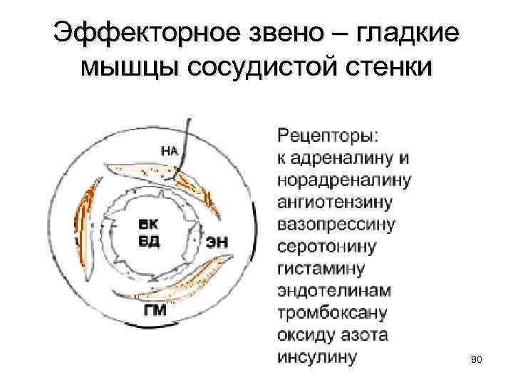 Эффекторное звено – гладкие мышцы сосудистой стенки 80 