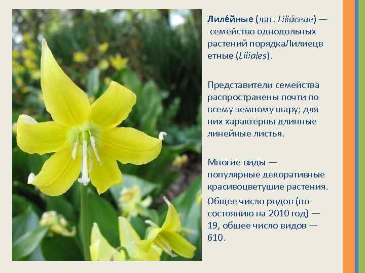 Лиле йные (лат. Liliáceae) — семейство однодольных растений порядка. Лилиецв етные (Liliales). Представители семейства